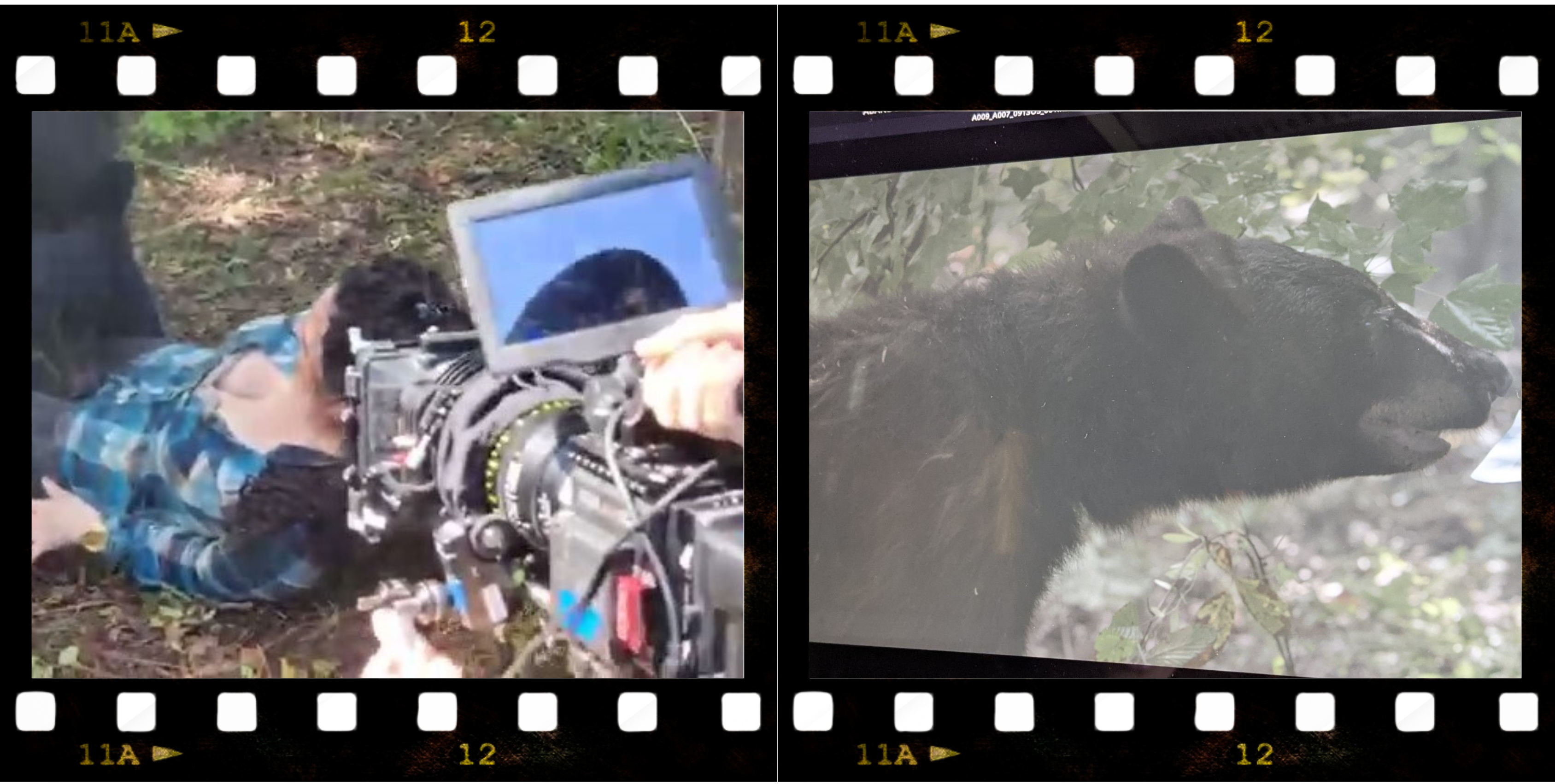 Behind the scenes footage from "Abandonment". The first film to use real life bears in such close proximity to actors. 